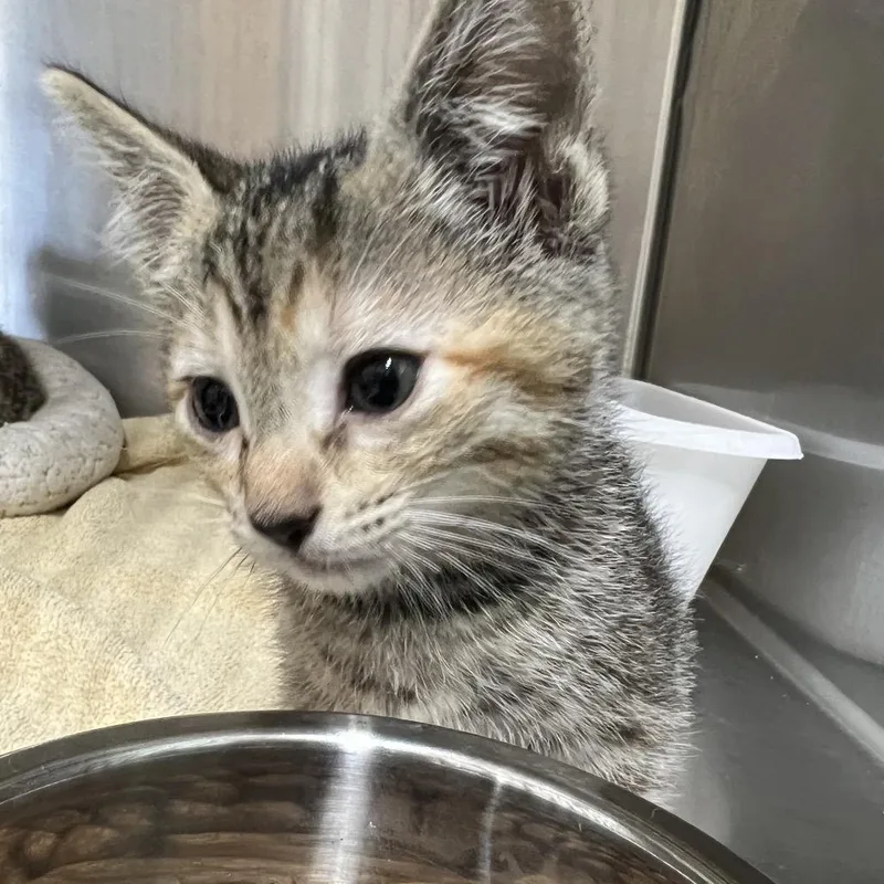 A baby small-sized female Torbie Domestic Short Hair cat named Indie for adoption in Baltimore, MD