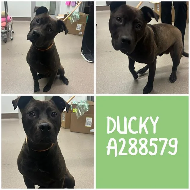 Ducky