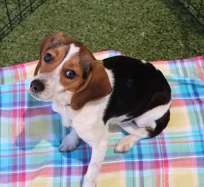 An adult small-sized female Beagle dog named Dawn Athens for adoption in Rockaway, NJ