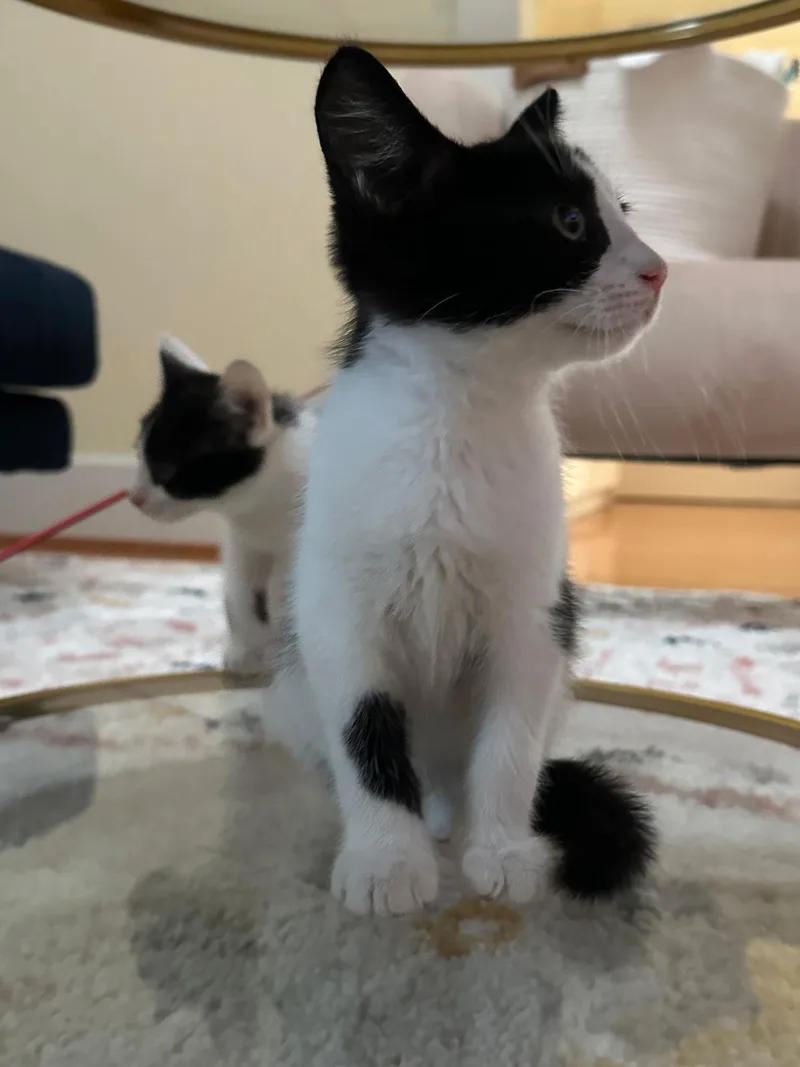 A baby medium-sized female Black & White / Tuxedo Turkish Angora cat named Eleanor for adoption in Louisville, KY