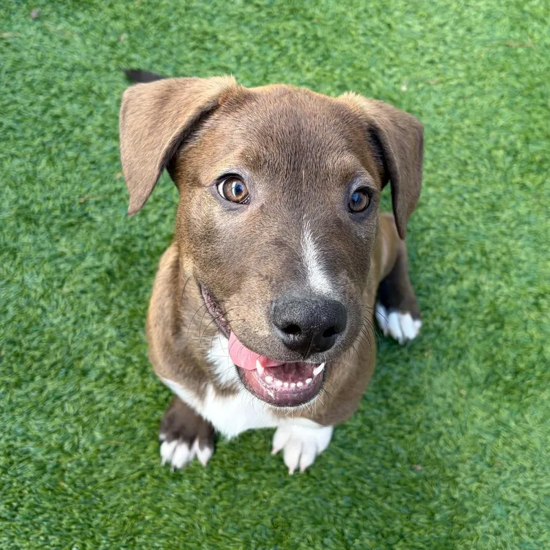 A baby small-sized male Brown / Chocolate Labrador Retriever dog named Easley for adoption in Bedford, NH