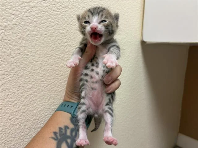 A baby small-sized male Domestic Short Hair cat named White Paws for adoption in Fairfield, CA