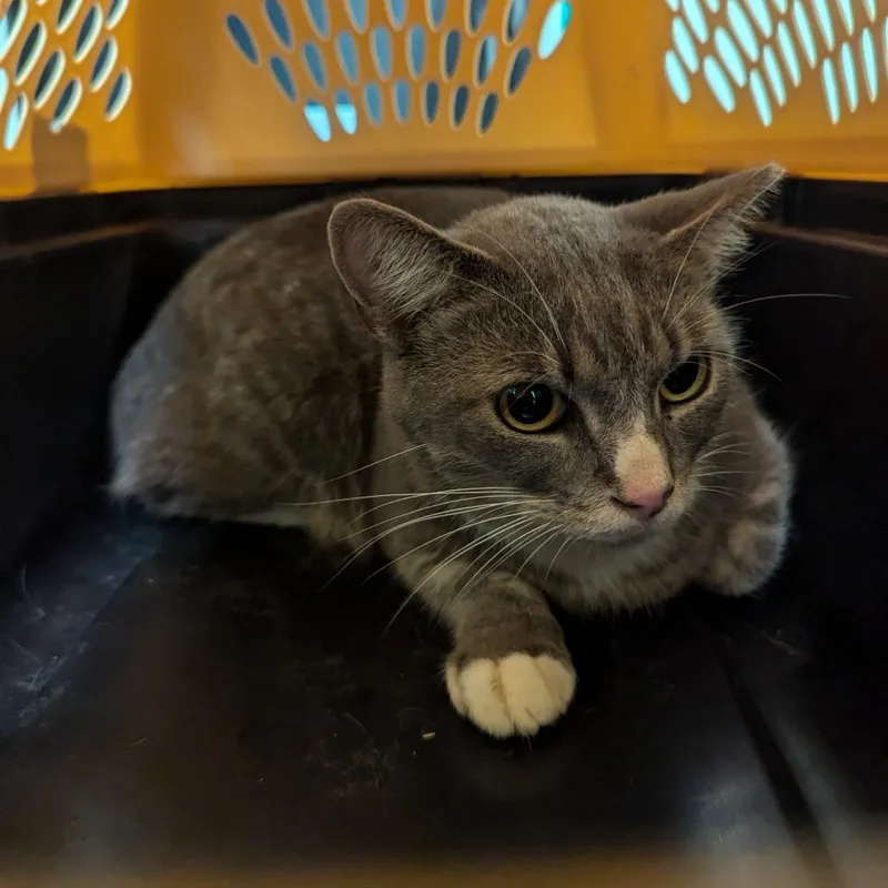 An adult medium-sized male Gray / Blue / Silver Domestic Short Hair cat named Kangaroo for adoption in Charlottesville, VA