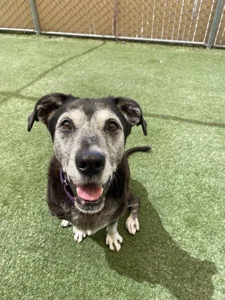 A senior large-sized female Labrador Retriever dog named Kiva for adoption in Oceanside, CA