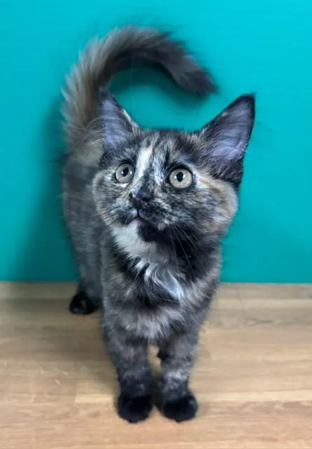 A baby medium-sized male Tortoiseshell Domestic Short Hair cat named Scc for adoption in Hawk Point, MO