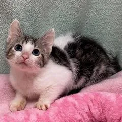 A baby medium-sized male Black Tabby cat named Manitoba for adoption in Green Valley, AZ