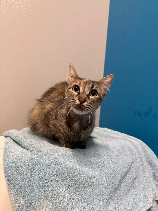 An adult medium-sized female Tortoiseshell Domestic Short Hair cat named Fennec for adoption in Fort Collins, CO
