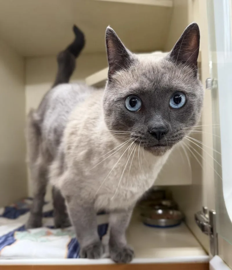 An adult large-sized male Domestic Short Hair cat named Luigi for adoption in Hastings, MI