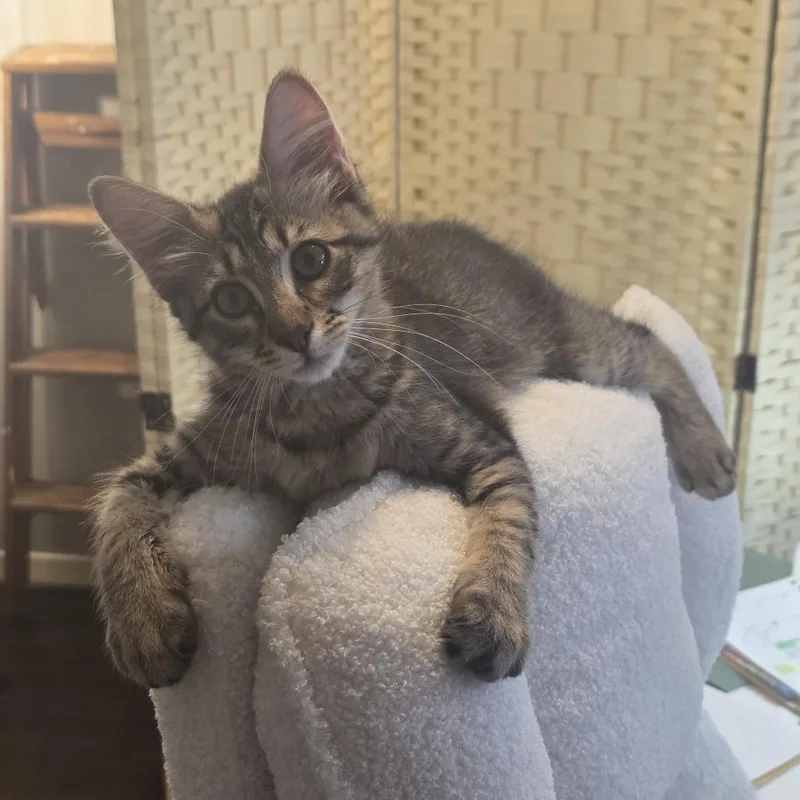 A baby small-sized male Black Domestic Short Hair cat named Popper for adoption in Houston, TX
