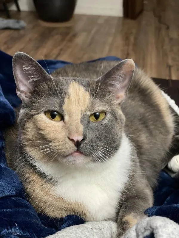 An adult large-sized female Dilute Calico Domestic Short Hair cat named Callie for adoption in Sunnyvale, CA