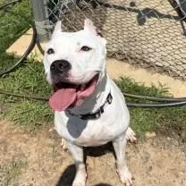 An adult large-sized female Black Dogo Argentino dog named Athena for adoption in Manassas, VA