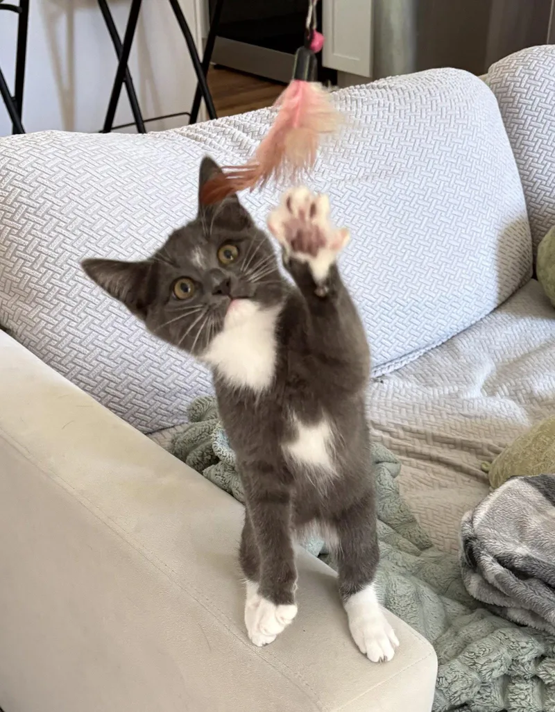 A baby medium-sized male Gray / Blue / Silver Domestic Short Hair cat named Bob for adoption in White Bluff, TN