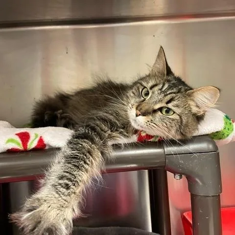 An adult medium-sized female Tabby (Brown / Chocolate) Domestic Long Hair cat named Margie  Draft for adoption in Braintree, MA