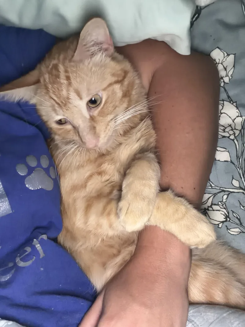An adult medium-sized male Tabby (Orange / Red) Domestic Short Hair cat named Cliffy for adoption in Mokena, IL