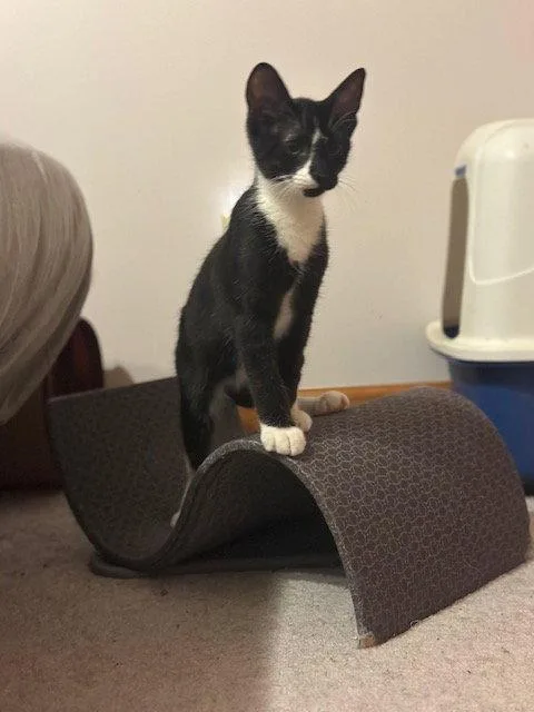 A young medium-sized male Black & White / Tuxedo Domestic Short Hair cat named Junebug for adoption in Ocean Pines, MD