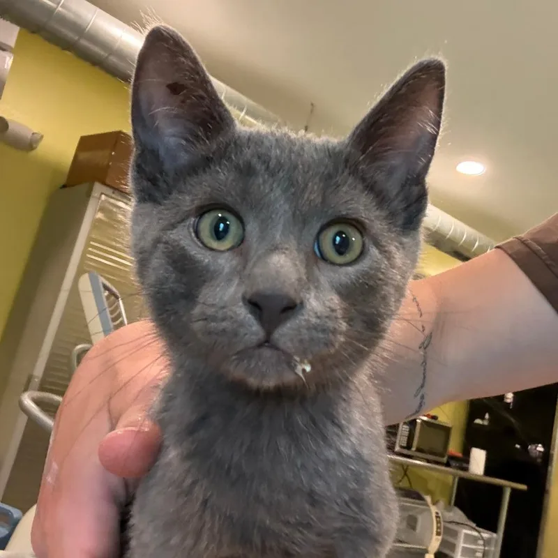 A baby small-sized male Orange / Red Domestic Short Hair cat named Bubbles for adoption in West Des Moines, IA