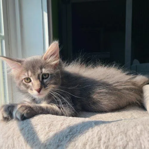 A baby small-sized female Domestic Medium Hair cat named Annabeth for adoption in Elizabeth, IL