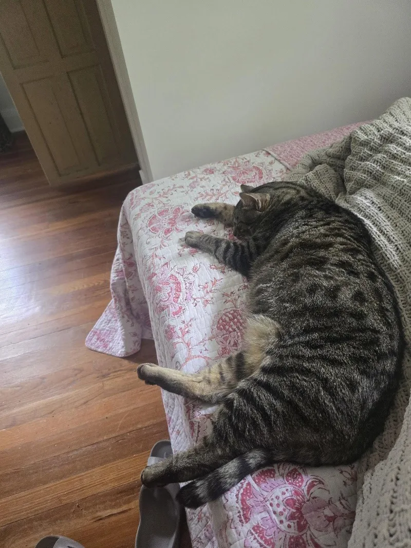 An adult medium-sized male Brown / Chocolate Domestic Short Hair cat named Chito for adoption in Trenton, NJ