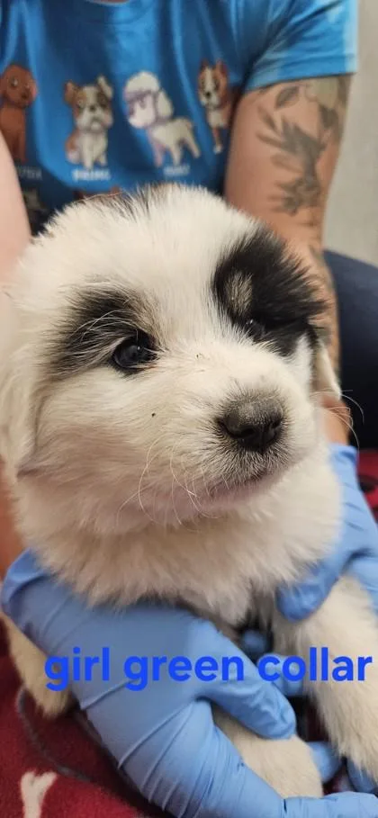 A baby large-sized female Great Pyrenees dog named Eclair for adoption in Edgewood, NM