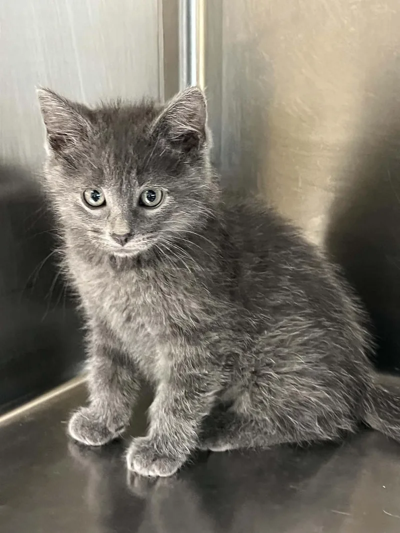 A young medium-sized male Gray / Blue / Silver Domestic Short Hair cat named Asher for adoption in Austin, MN