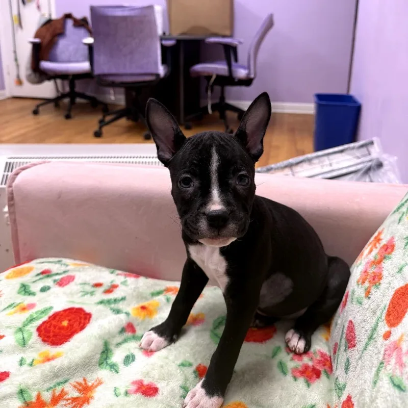 Cornelia thumbnail 2