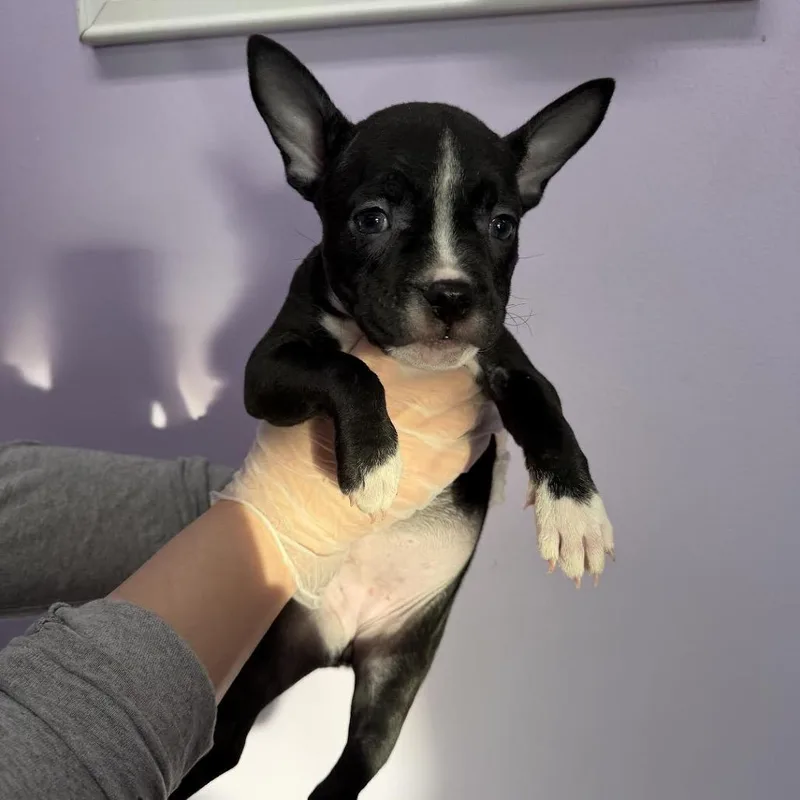 Cornelia thumbnail 3