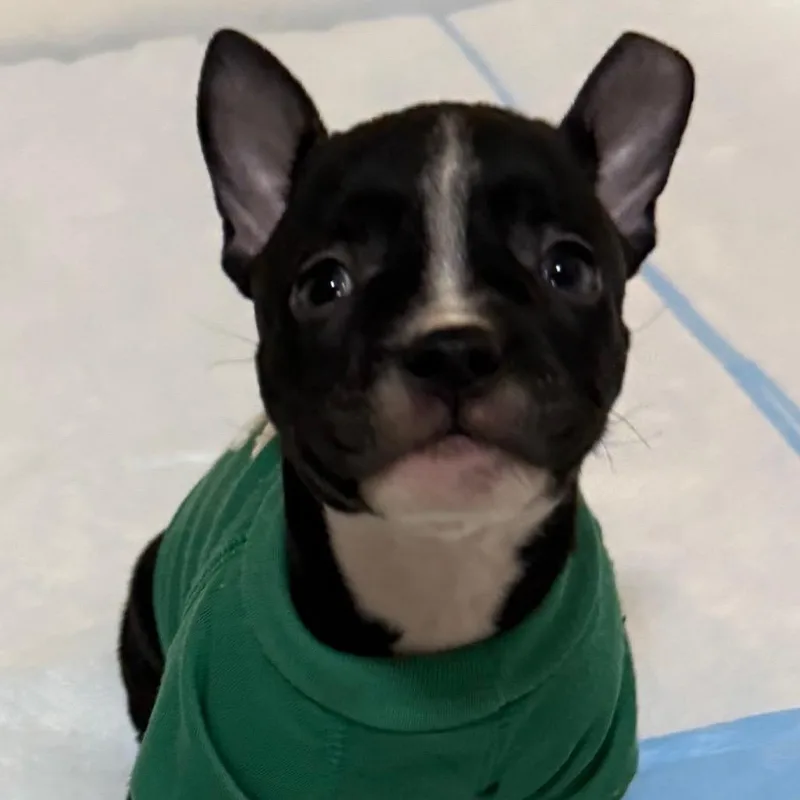 Cornelia thumbnail 4