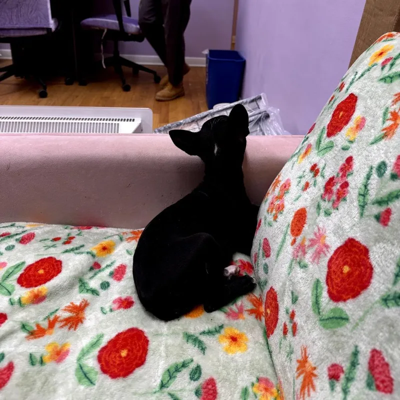 Cornelia thumbnail 6