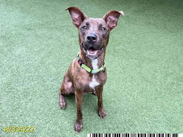 A young medium-sized female Mixed Breed dog named Mckenna for adoption in West Palm Beach, FL