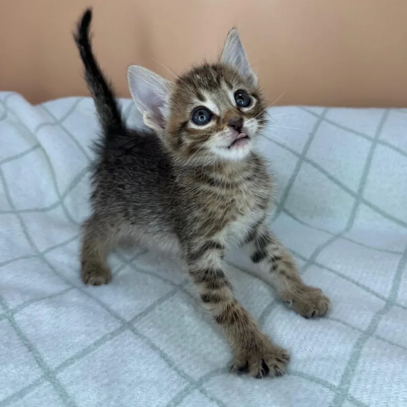 A baby small-sized female Brown / Chocolate Domestic Short Hair cat named Fly for adoption in San Antonio, TX