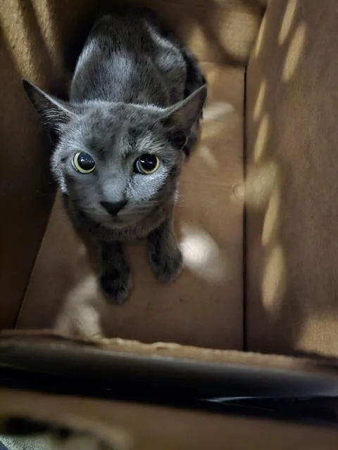 A young medium-sized female Domestic Short Hair cat named Shakira for adoption in Dallas, TX