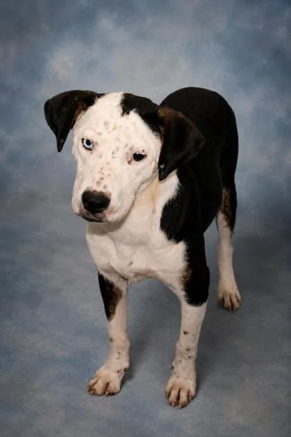 A young medium-sized male Cattle Dog dog named Jacob for adoption in Taylorsville, NC