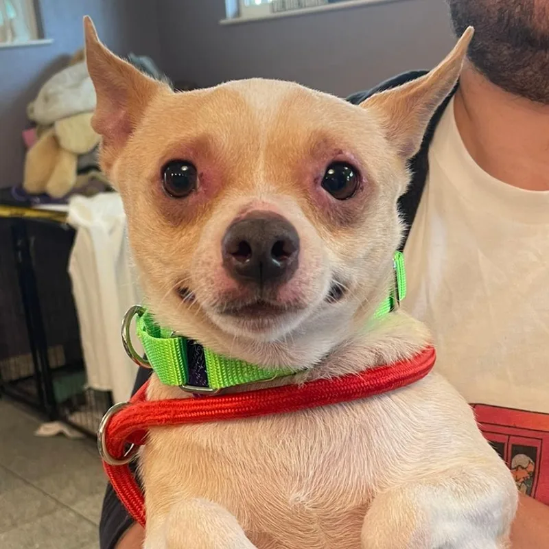 A young small-sized male Yellow / Tan / Blond / Fawn Chihuahua dog named Collin for adoption in San Francisco, CA