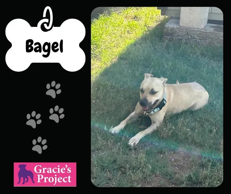 A young medium-sized female Black Mouth Cur dog named Bagel for adoption in Canyon, TX