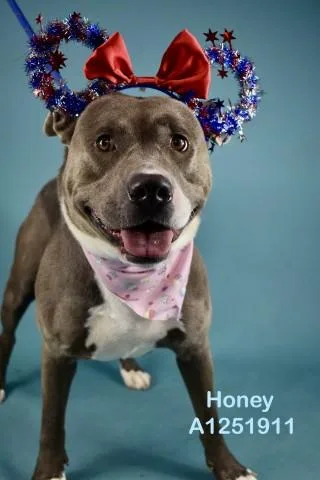 A young large-sized female Pit Bull Terrier dog named Honey for adoption in Bakersfield, CA