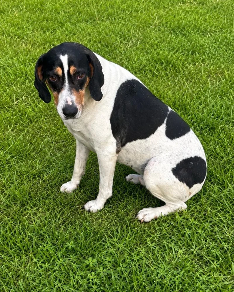 An adult medium-sized female Hound dog named Juno for adoption in Wabash, IN