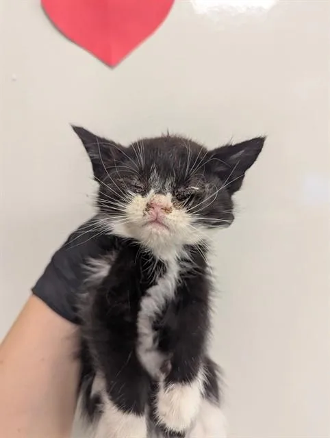 A baby small-sized female Domestic Short Hair cat named Ava for adoption in Ontario, CA
