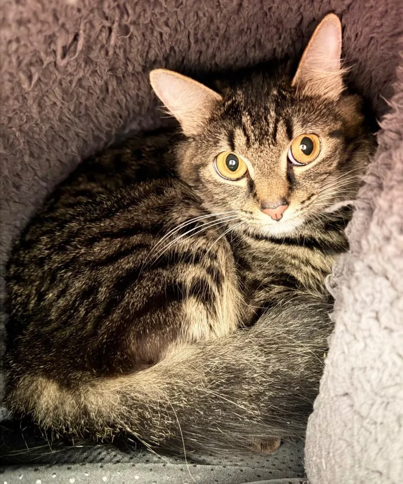 A young medium-sized female Tabby (Brown / Chocolate) Domestic Medium Hair cat named Lotus for adoption in Medfield, MA