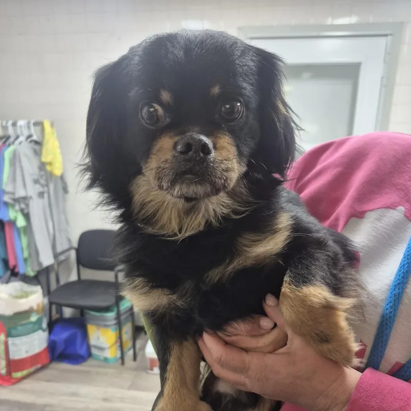 An adult small-sized male Black Cavalier King Charles Spaniel dog named Carmelo for adoption in Newark, NJ