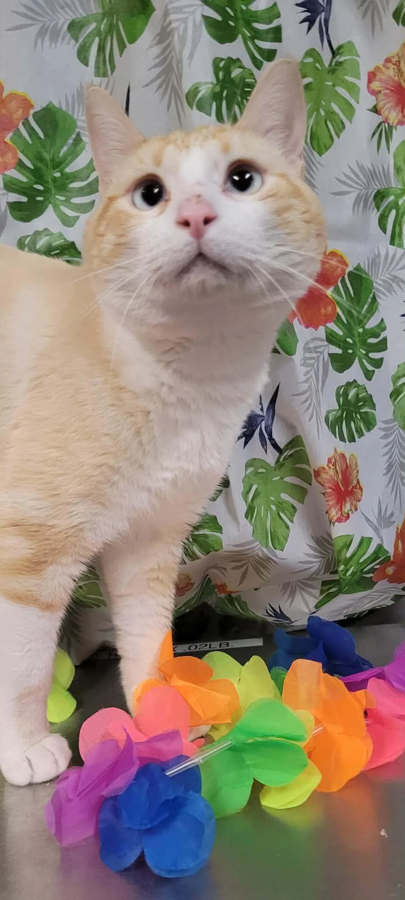 An adult large-sized male Orange & White Domestic Short Hair cat named Igor for adoption in Caro, MI
