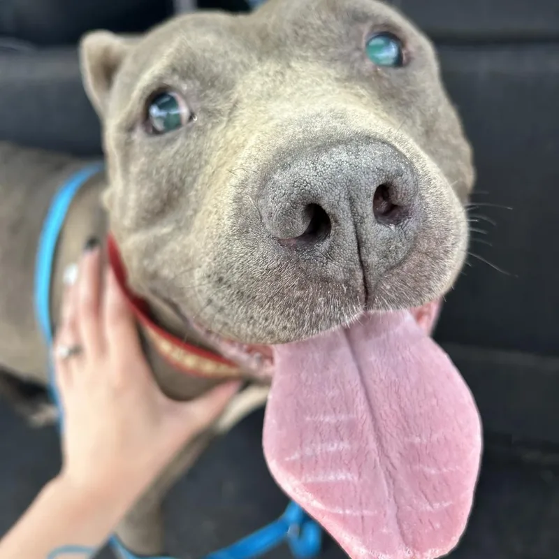 An adult medium-sized female Gray / Blue / Silver Pit Bull Terrier dog named Sky for adoption in Farmersville, OH