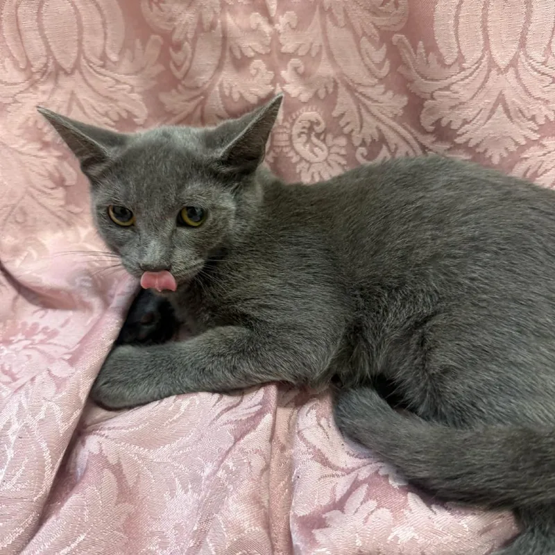 A baby small-sized male Gray / Blue / Silver Russian Blue cat named Tide for adoption in Brea, CA