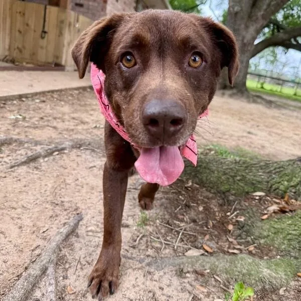 An adult medium-sized male Brown / Chocolate Chocolate Labrador Retriever dog named Rocky Road The Loveable for adoption in Friendswood, TX
