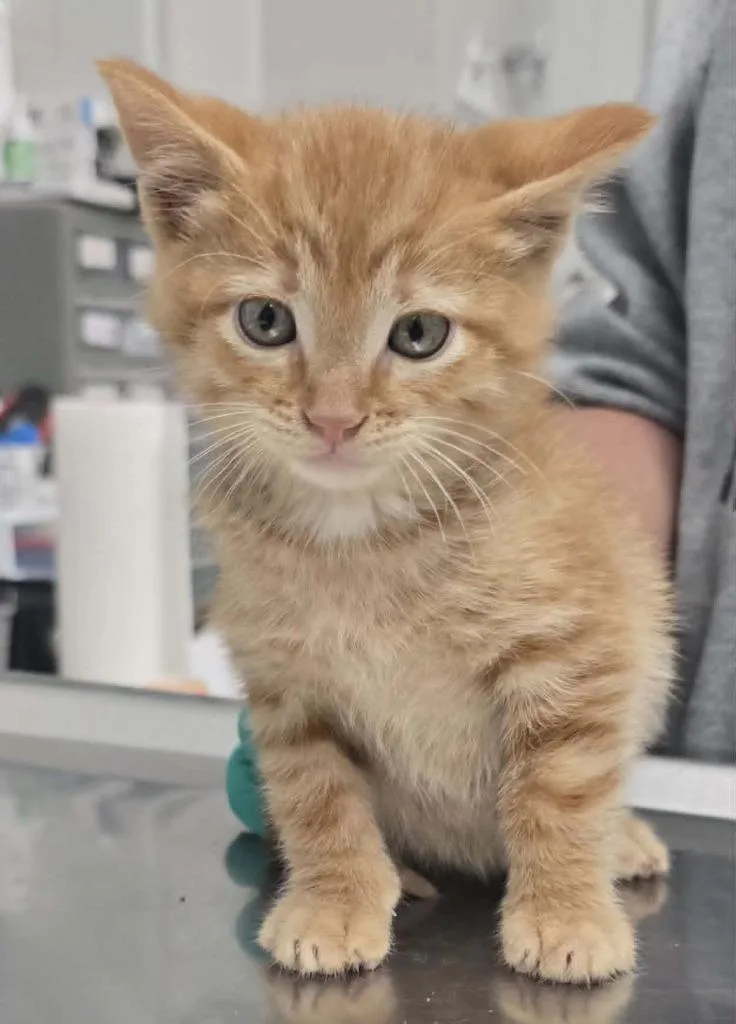 A baby small-sized male Domestic Medium Hair cat named Simon for adoption in Hillsdale, IN