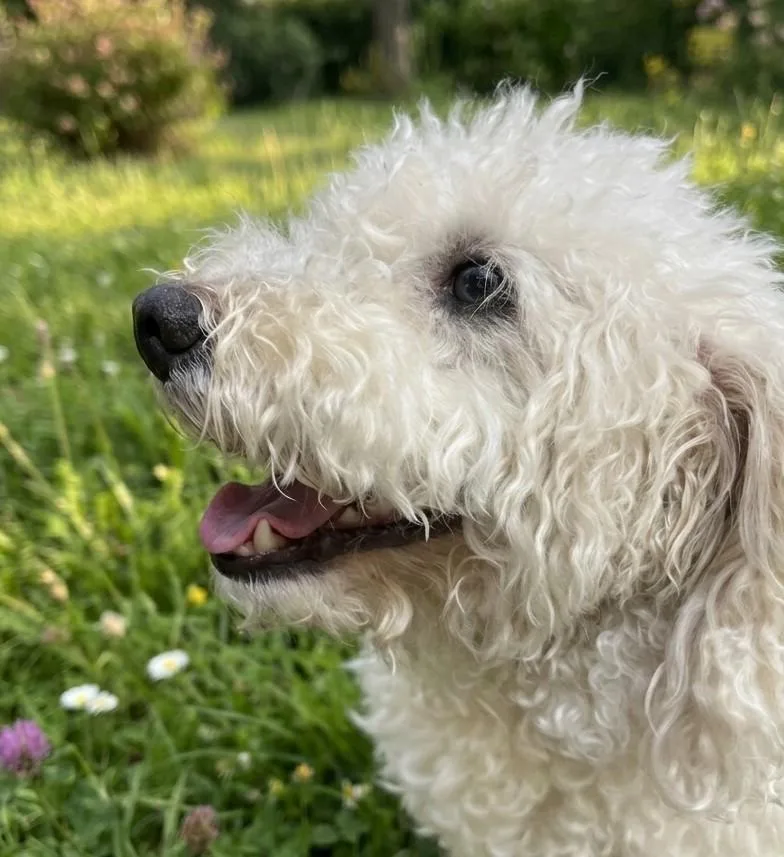 Mochi thumbnail 3