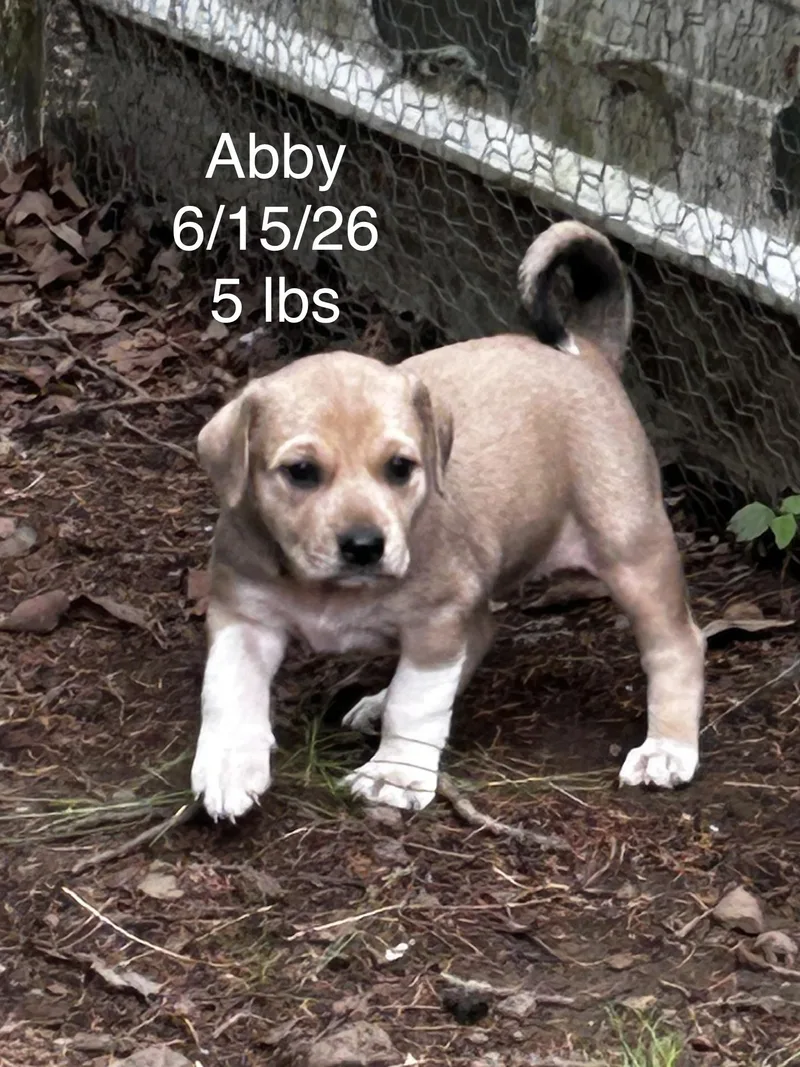 A baby small-sized female Terrier dog named Abby for adoption in Welling, OK