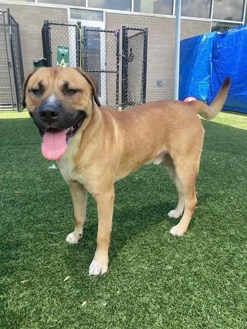 An adult large-sized male Mixed Breed dog named Houdini for adoption in Dallas, TX