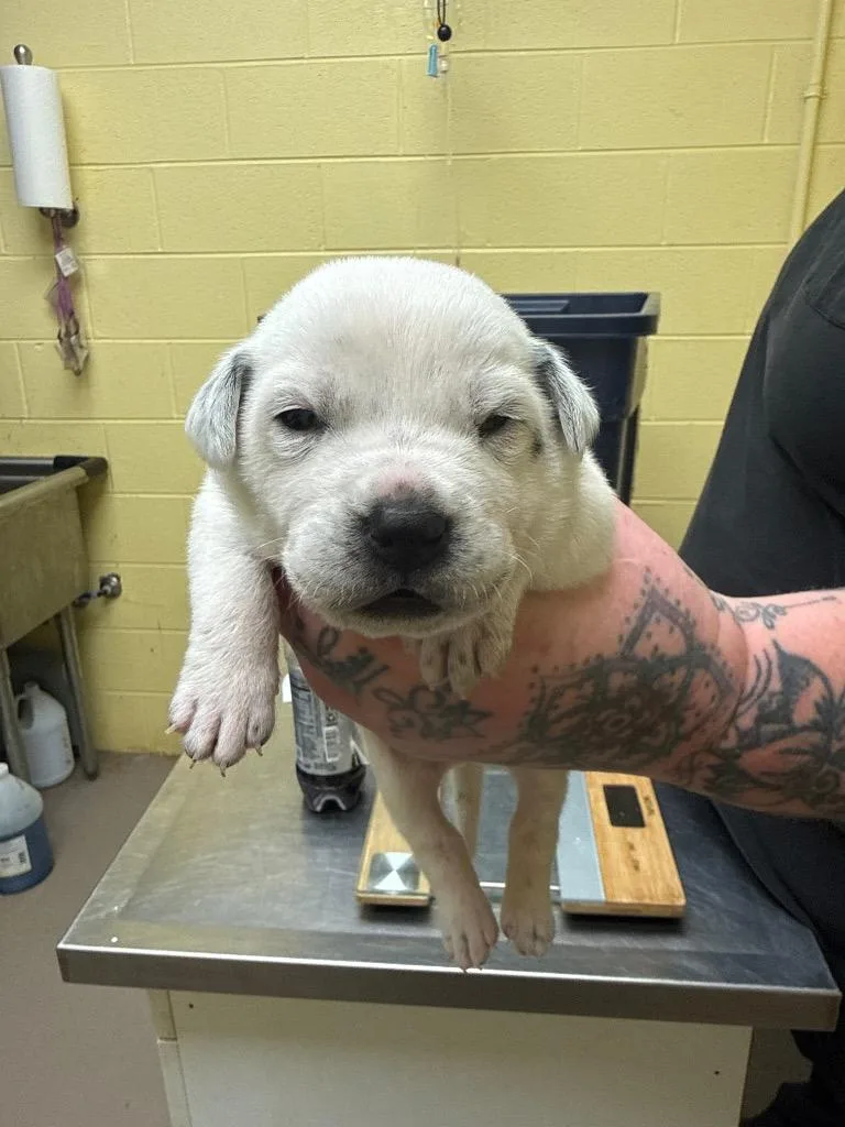 A baby small-sized female Cattle Dog dog named Buttercup for adoption in Crossville, TN