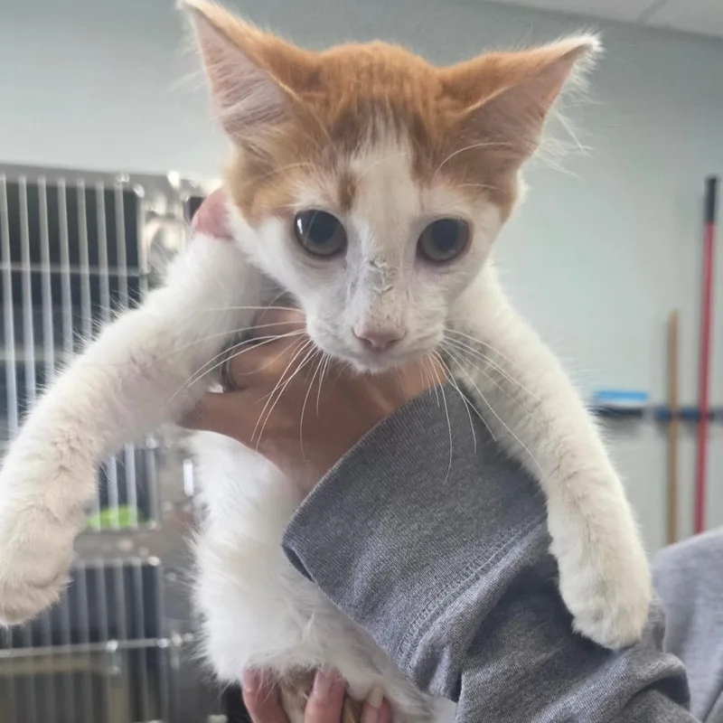 A baby small-sized male Orange / Red Domestic Short Hair cat named Gouda for adoption in Naples, FL