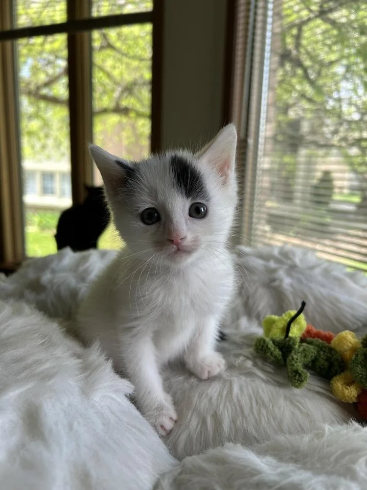 A baby medium-sized female Black & White / Tuxedo Domestic Short Hair cat named Sandy for adoption in Clinton Township, MI